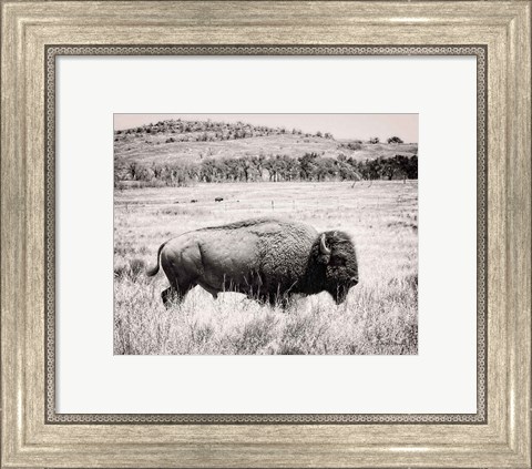 Framed Buffalo I BW Print