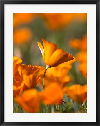 Framed Detail Of Golden California Poppy In Antelope Valley Print