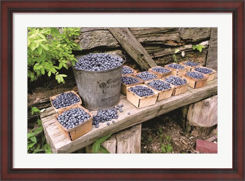 Framed Blueberries Picked Print