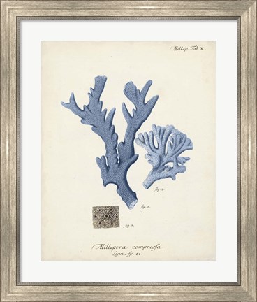 Framed Antique Coral in Navy I Print