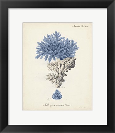 Framed Antique Coral in Navy III Print