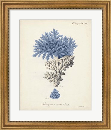 Framed Antique Coral in Navy III Print