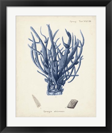 Framed Antique Coral in Navy V Print