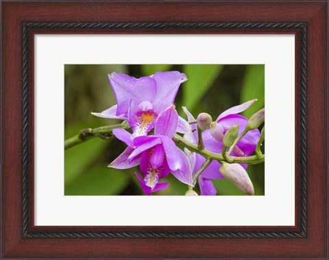 Framed Wild Orchid, Cloud Forest, Upper Madre De Dios River, Peru Print