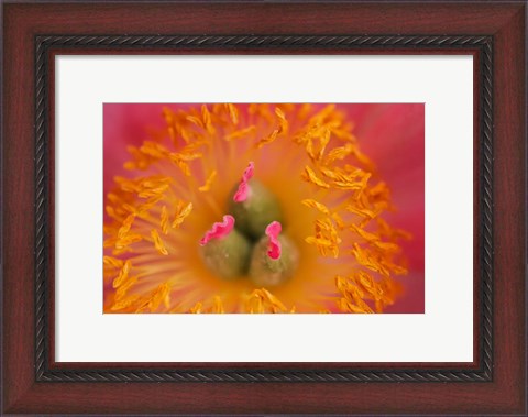 Framed Pink Peony Bloom 3 Print