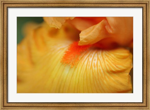 Framed Bearded Iris Flower Close-Up 2 Print