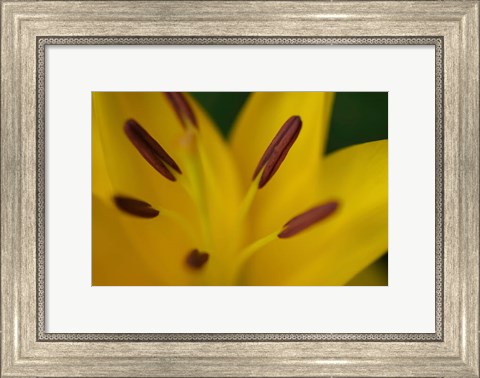 Framed Yellow Daylily Flower Close-Up 2 Print