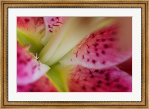 Framed Stargazer Lily 3 Print