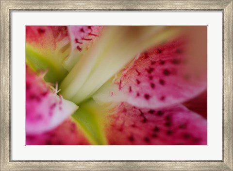 Framed Stargazer Lily 3 Print