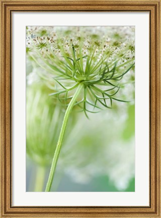 Framed Queen Anne&#39;s Lace Flower 7 Print