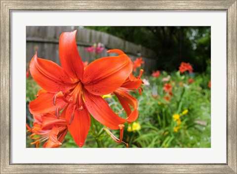 Framed Orange Tiger Lily Print