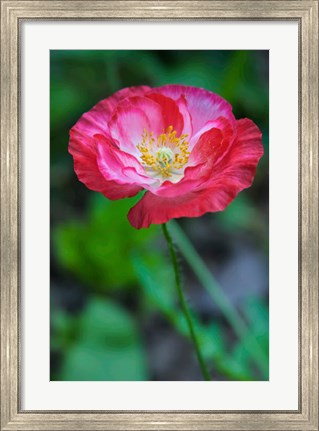 Framed Pink Poppy Flower Print