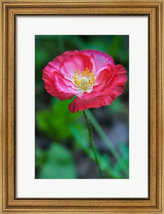 Framed Pink Poppy Flower Print