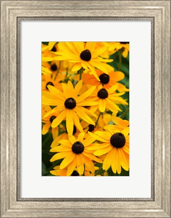 Framed Black-Eyed Susan Flowers 2 Print