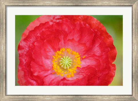 Framed Red Poppy Flower Print