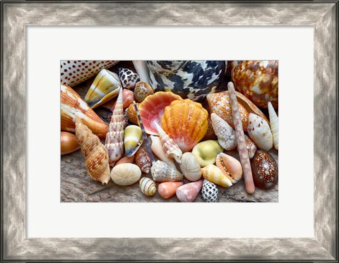 Framed Tropical Shell Still-Life 2 Print