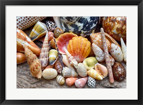 Framed Tropical Shell Still-Life 2 Print