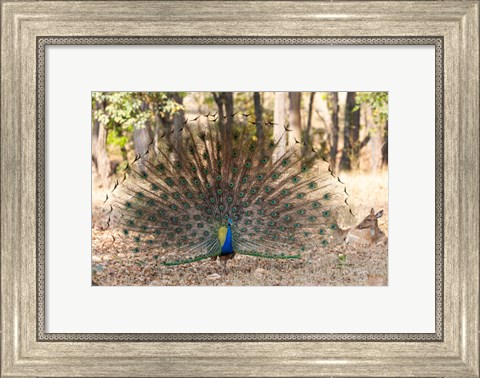 Framed India, Madhya Pradesh, Kanha National Park A Male Indian Peafowl Displays His Brilliant Feathers Print