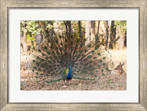 Framed India, Madhya Pradesh, Kanha National Park A Male Indian Peafowl Displays His Brilliant Feathers Print