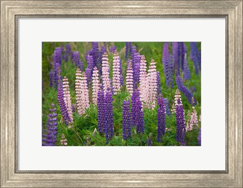 Framed New Zealand, South Island Lupine Flower Scenic Print