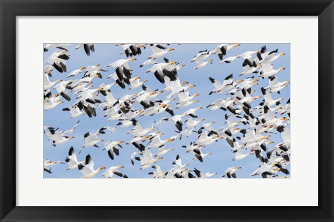 Framed British Columbia Reifel Bird Sanctuary, Snow Geese Flock In Flight Print