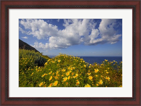 Framed Europe, Greece, Santorini Wildflowers And Ocean Landscape Print