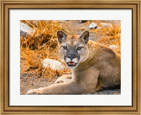 Framed Mountain Lion, Cougar, Puma Concolor Print