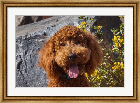 Framed Labradoodle In A Desert Garden Print