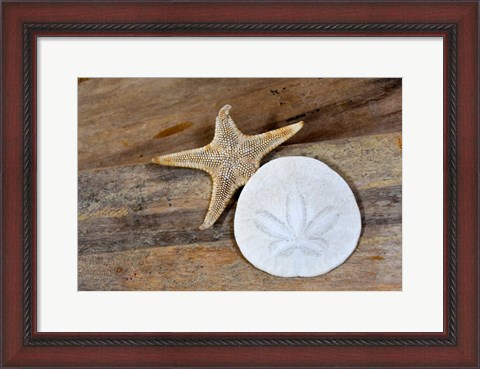 Framed Sand Dollar And Starfish Still-Life Print