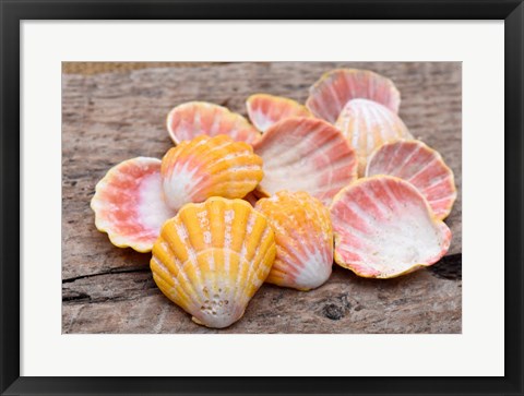 Framed Hawaiian Sunrise Shells Print