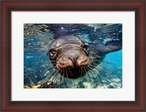 Framed Galapagos Islands, Santa Fe Island Galapagos Sea Lion Swims In Close To The Camera Print