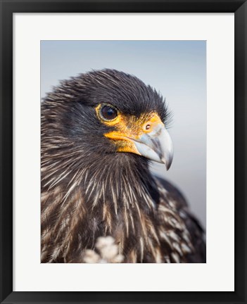 Framed Adult Striated Caracara, Protected, Endemic To The Falkland Islands Print