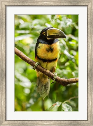 Framed Costa Rica, La Selva Biological Research Station, Collared Aricari On Limb Print