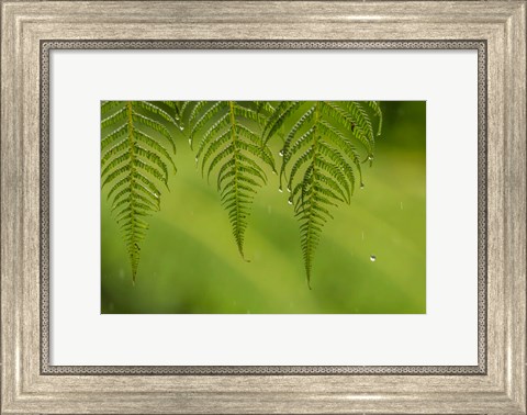 Framed Costa Rica, Sarapique River Valley Fern In Rain Print