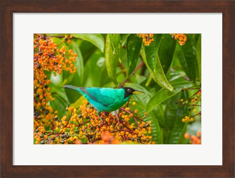 Framed Costa Rica, Arenal Green Honeycreeper And Berries Print