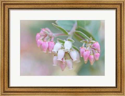 Framed Manzanita Flowers, Genus Arctostaphylos, Mount Diablo State Park Print