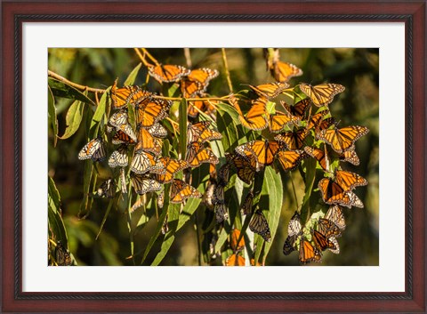 Framed California, San Luis Obispo County Clustering Monarch Butterflies On Branches Print