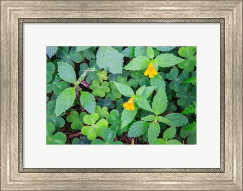 Framed Monkey Flowers Growing Wild In Redwood National Park Print