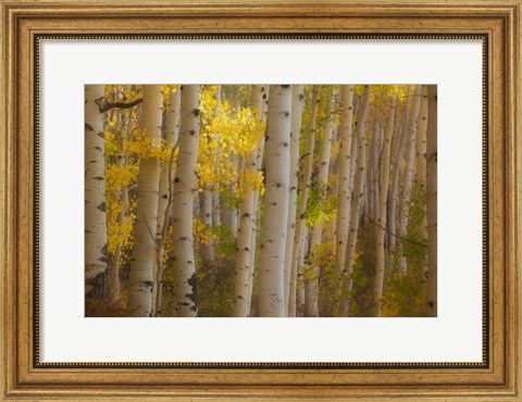 Framed Colorado, Gunnison National Forest, Aspen Trees Highlighted At Sunrise Print
