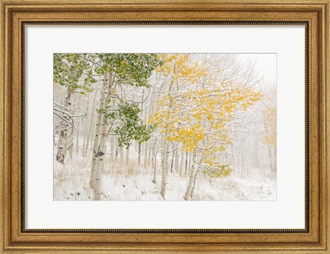 Framed Colorado, Snow Coats Aspen Trees In Winter Print