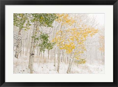 Framed Colorado, Snow Coats Aspen Trees In Winter Print