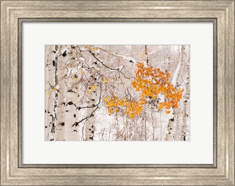 Framed Colorado, White River National Forest, Snow Coats Aspen Trees In Winter Print