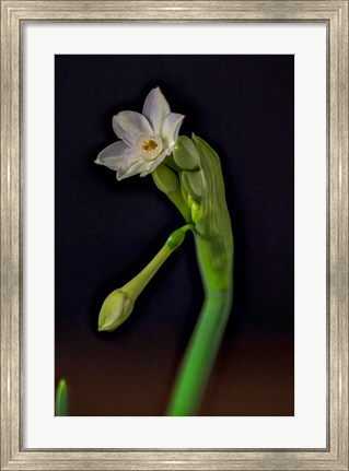 Framed Colorado, Paperwhite Flower Plant Close-Up Print