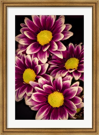 Framed Colorado, Orinoco Daisies Close-Up Print