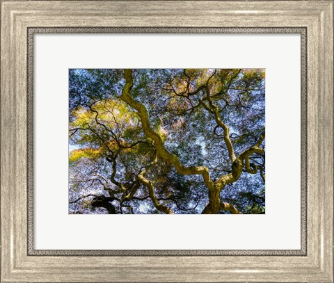 Framed Looking Up At The Sky Through A Japanese Maple Print