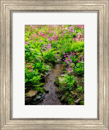 Framed Boggy Quarry Garden With Giant Candelabra Primroses, Primula X Bulleesiana Hybrid Print