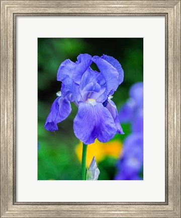 Framed Delaware, Close-Up Of A Blue Bearded Iris Print