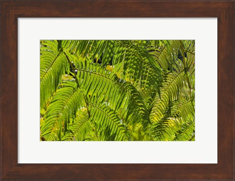 Framed Kula Botanical Gardens, Upcountry, Maui, Hawaii Print
