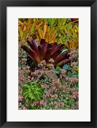 Framed Bromeliad Planting On Hillside, Upcountry, Maui, Hawaii Print