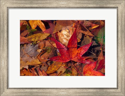 Framed Fall Foliage Print